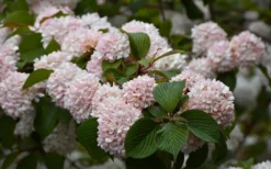Kern's Pink Snowball Viburnum Bush - 2 Gallon Pot -Wilson Bros Gardens viburnum plicatum kerns pink snowball 7