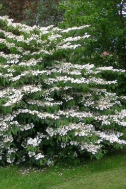 Japanese Doublefile Viburnum - 2 Gallon Pot -Wilson Bros Gardens viburnum plicatum tomentosum japanese doublefile 5