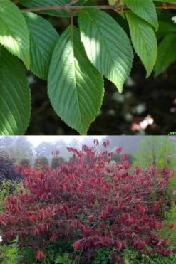 Japanese Doublefile Viburnum - 2 Gallon Pot -Wilson Bros Gardens viburnum plicatum tomentosum japanese doublefile 9