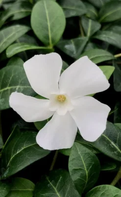 White Evergreen Periwinkle (Vinca Minor 'Alba') - 5 Pack Of Pint Pots -Wilson Bros Gardens vinca minor alba white evergreen periwinkle 1