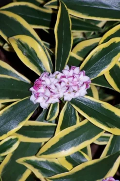 Marianni Variegated Pink Winter Daphne - 1 Gallon Pot -Wilson Bros Gardens winter daphne marianni 3