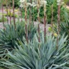 Silver Anniversary Yucca - 1 Gallon Pot