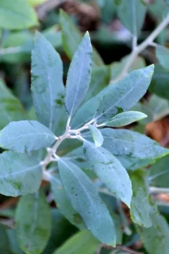 Woodlanders Blue Dusty Zenobia (Honeycup) - 1 Gallon Pot 13 Woodlanders Blue Dusty Zenobia (Honeycup) - 1 Gallon Pot -Wilson Bros Gardens zenobia woodlanders blue 21