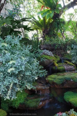 Woodlanders Blue Dusty Zenobia (Honeycup) - 1 Gallon Pot 11 Woodlanders Blue Dusty Zenobia (Honeycup) - 1 Gallon Pot -Wilson Bros Gardens zenobia woodlanders blue 25